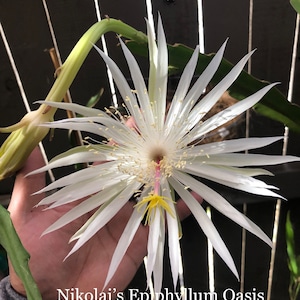 Epi: &quot;Hookerii Strictum&quot; 2 cuttings, 8-10 inches each