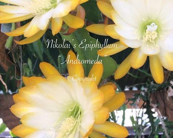Epi: “Andromeda” 8-10 inches each