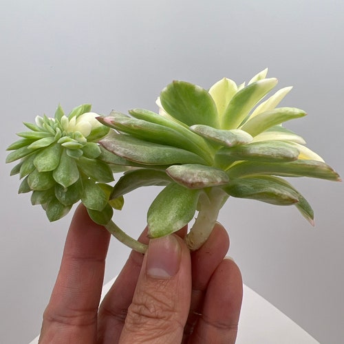 UNICORN Echeveria shops Bradburiana Variegata Cristata- Ultra Rare Korean Import Succulent- Free Priority Mail Shipping!!