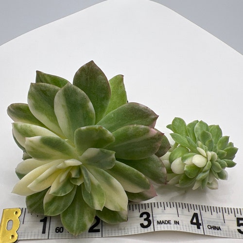 UNICORN Echeveria shops Bradburiana Variegata Cristata- Ultra Rare Korean Import Succulent- Free Priority Mail Shipping!!