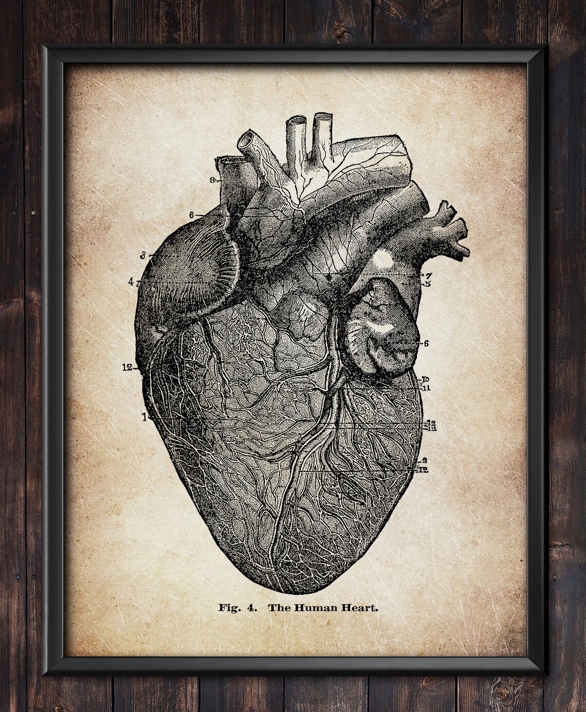 Heart Heart Diagram Anatomy Diagram Vintage Illustration - Etsy Hong Kong