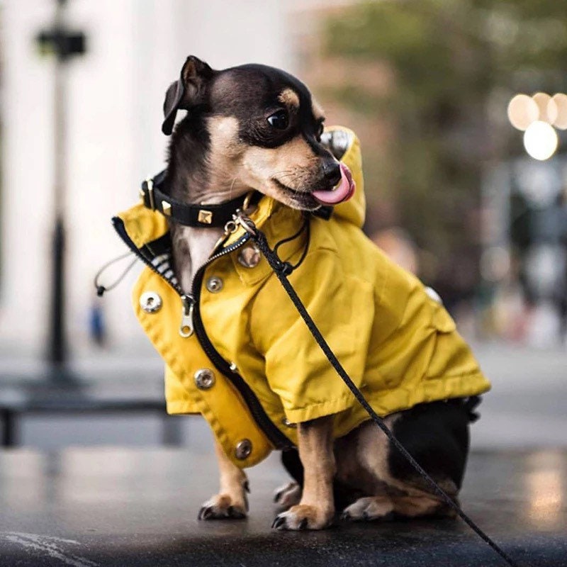 yellow dog jacket