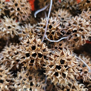 May include: Close-up of a collection of brown, spiky seed pods, possibly sweetgum balls, with a few thin, light-colored stems. The pods have a star-like shape with numerous points and a textured surface. The background is a blurred orange.