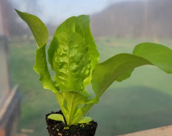 Lettuce, Buttercrunch.