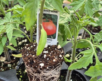 Brandywine red heirloom live plant
