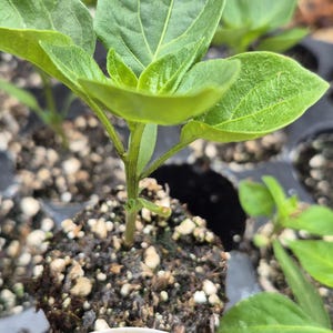 May include: Close-up of a young plant with vibrant green leaves. The plant is in a small pot with soil and a white label that reads "Aji Amarillo". The leaves are detailed with visible veins.