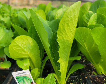 Romaine Lettuce. 1 plant.