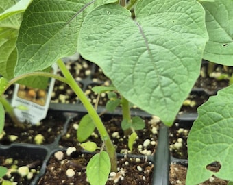 Ground cherry plant
