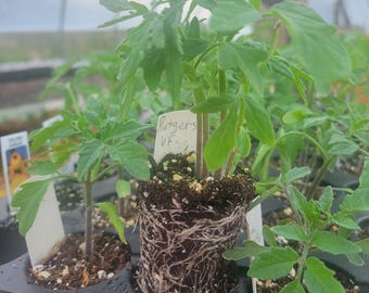 Sunsugar Tomato live plant