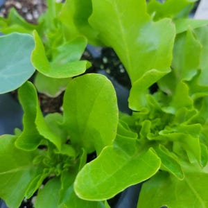 Baby Oakleaf Lettuce plant