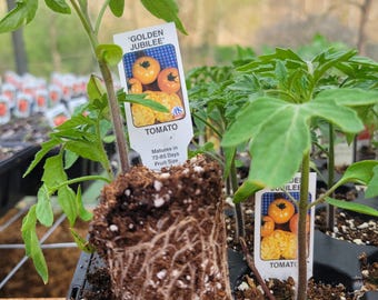 Golden Jubilee tomato plant