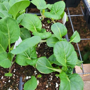 Beduinen Winzige Bok Choy Pflanze