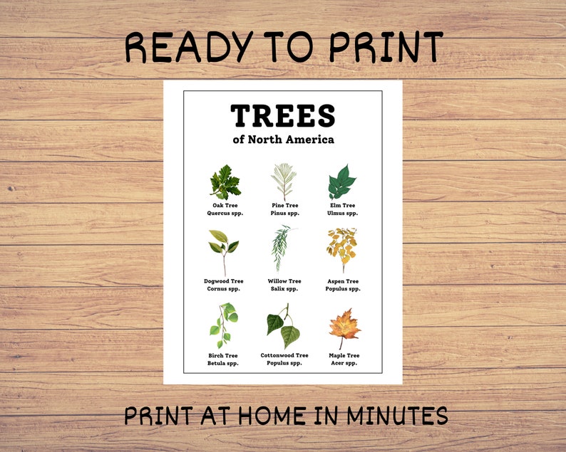 Educational Wall Art Prints Trees of North America Home School Wall Art