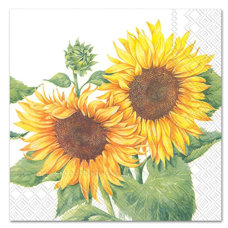 K&ouml;nnte beinhalten: Zwei leuchtend gelbe Sonnenblumen mit braunen Zentren und gr&uuml;nen Bl&auml;ttern auf wei&szlig;em Hintergrund.