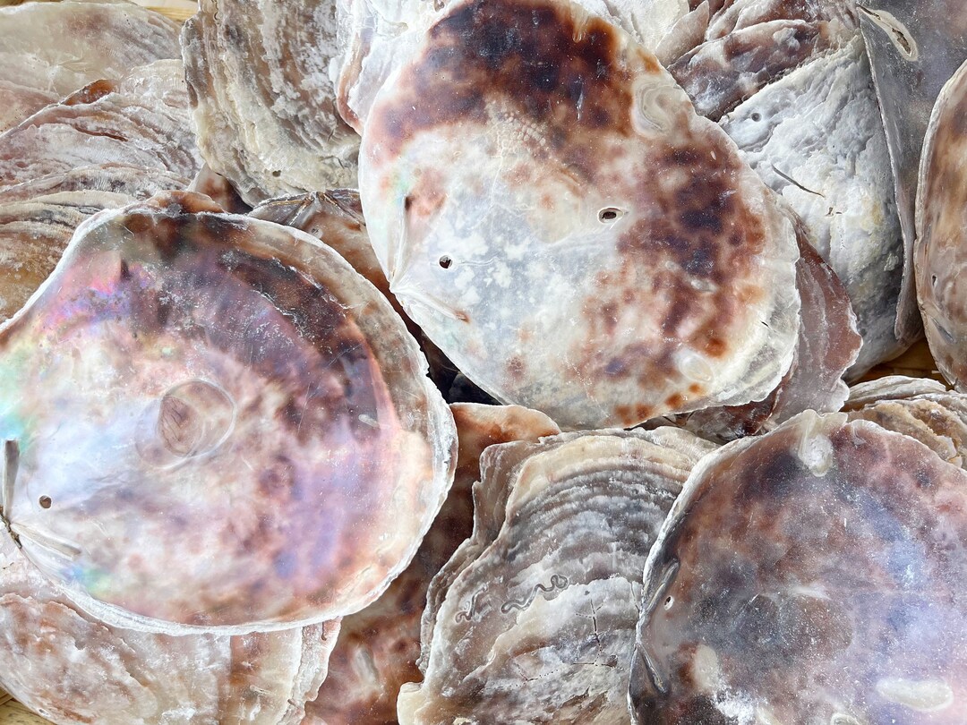 Placuna Oyster Shells Windowpane Oysters Predrilled Holes 2 Seashells Home Decor Gift Ready to