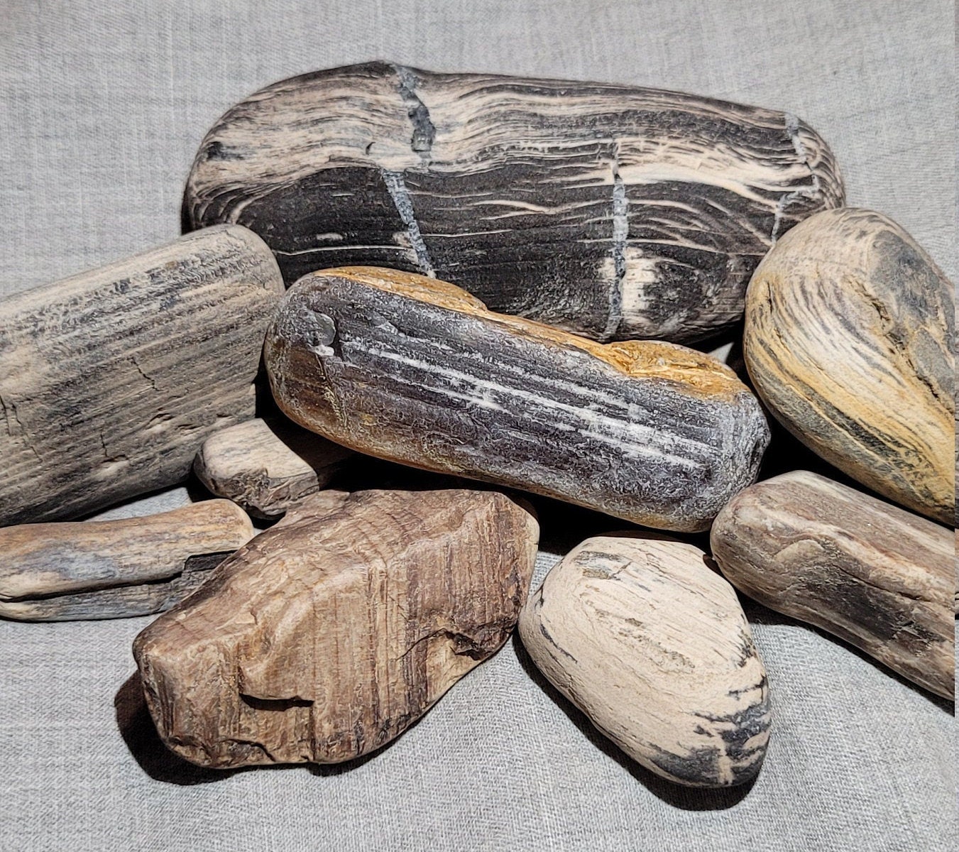 Per pound Variety of Montana Petrified Wood. Etsy