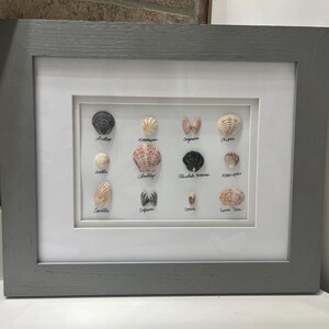 May include: A framed display of various seashells, each labeled with its name. The shells are arranged in a grid pattern within a white mat, encased in a gray wooden frame. The shells vary in size, color, and texture.