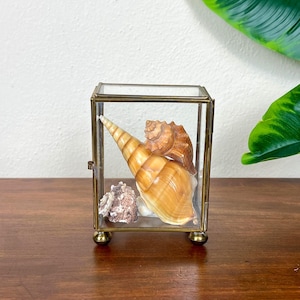 May include: A clear glass and brass display box containing various seashells. The box has a hinged door and sits on four small, round feet. The seashells are in shades of brown, tan, and white.