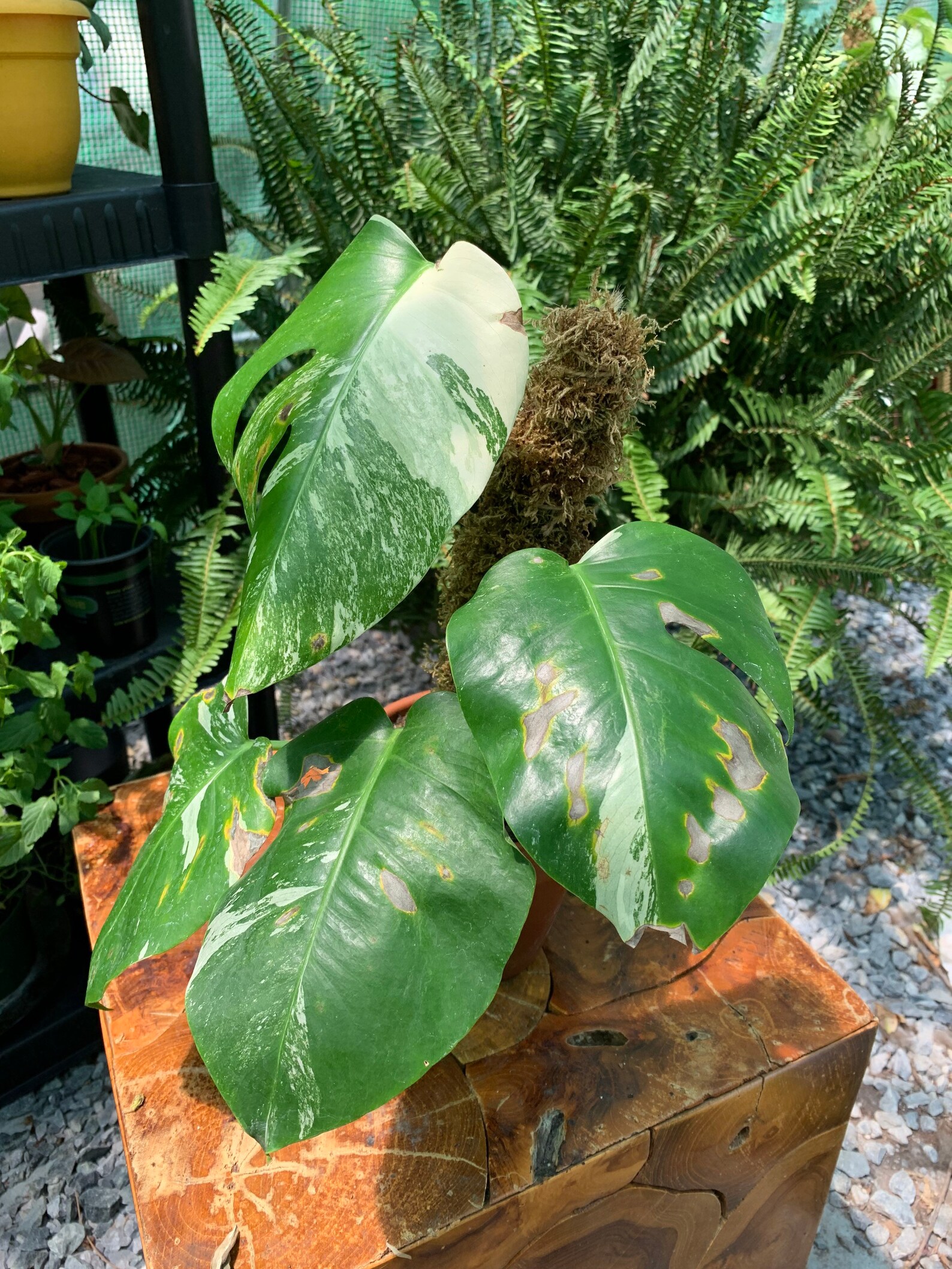 Monstera Deliciosa Variegata For Sale