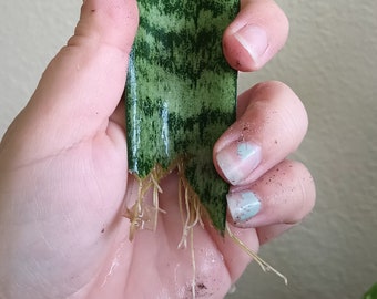 Sanseveria - Snake plant Rooted