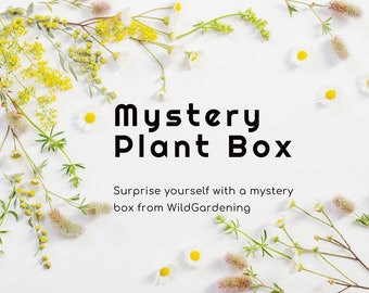 Mystery Plant cuttings / Surprise Plants / Box of Plants / Plant Box