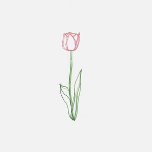 Tulip Sketch for instant download