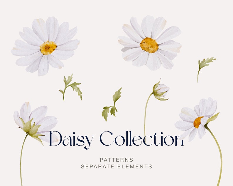 May include: Watercolor illustration of white daisies with yellow centers and green leaves. The illustration is titled "Daisy Collection: Patterns, Separate Elements".