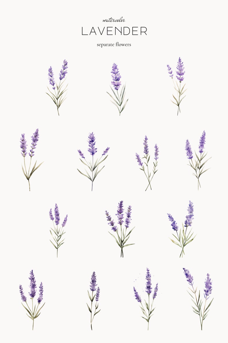 May include: Watercolour illustration of lavender flowers. The flowers are purple and have green stems and leaves. The illustration is on a white background.