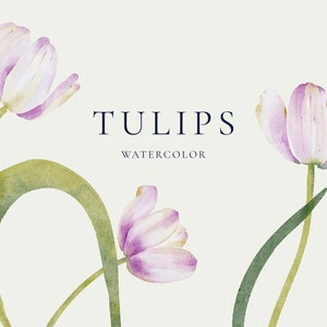 Watercolor tulip spring clipart, elegant purple flowers png, mothers day clipart collection, commercial clipart, instant download