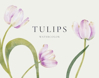 Watercolor tulip spring clipart, elegant purple flowers png, mothers day clipart collection, commercial clipart, instant download