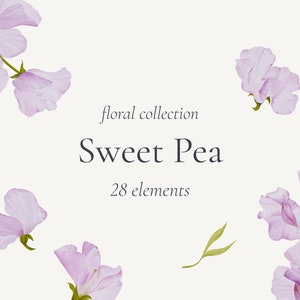 Sweet Pea Blumensammlung - Aquarell Blumen Clipart - Sweet Pea Muster - Frühling Aquarell
