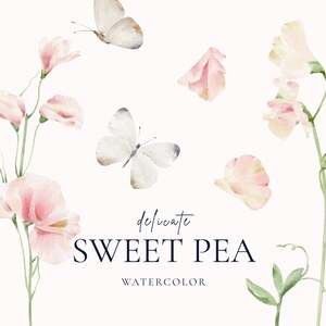 Sweet pea Aquarell Frühling Clipart, Pastell rosa Wildblumen png, Schmetterling Aquarell, glückliche Mutter Tag Clipart png, Instant Download