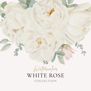 Weiße Rose Aquarell Clipart, elegantes Brautblumen PNG Bündel, Hochzeitsrahmen, Grenze, Blumenstrauß, Kranz, feminine botanische Blumen eingestellt