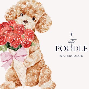 Poodle fofo com rosas vermelhas ilustração em aquarela, clipart de cachorro do dia dos namorados, dia das mães, aniversário PNG, arte digital floral romântica