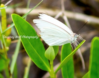 Hermosa mariposa blanca
