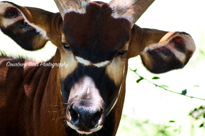 Puede incluir: Primer plano de la cara de un okapi marr&oacute;n y blanco. El okapi tiene ojos grandes y oscuros y una nariz larga y negra. El pelaje del okapi est&aacute; estampado con rayas marrones y blancas.