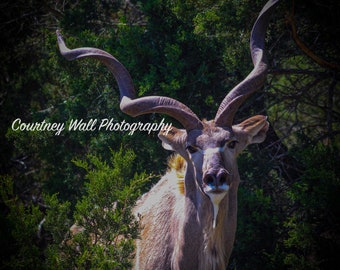 Kudu