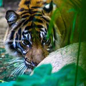 Tiger at Fort Worth Zoo