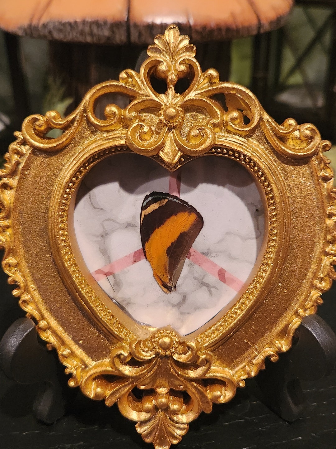 Butterfly Wing Taxidermy Mini Frame Display With Stand - Etsy