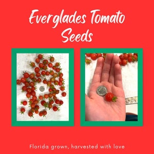 Florida Grown Everglades Tomato Seeds: A Unique Addition to Your Garden