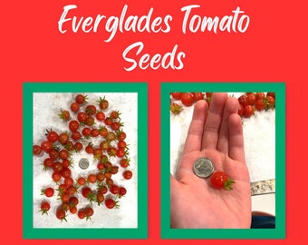 Florida Grown Everglades Tomato Seeds: A Unique Addition to Your Garden