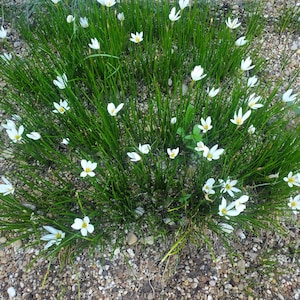White Rain Lily Bulbs - Zephyranthes candida - Homegrown - 30 Bulbs
