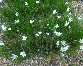 White Rain Lily Bulbs - Zephyranthes candida - Homegrown - 25 Bulbs