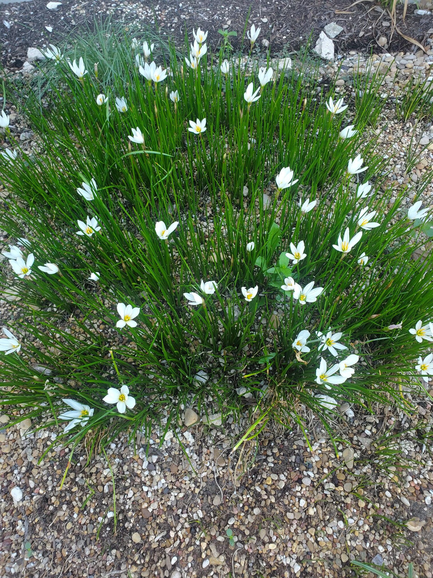 Lily White Rain Lily Bulbs - Zephyranthes Candida - Homegrown - 30