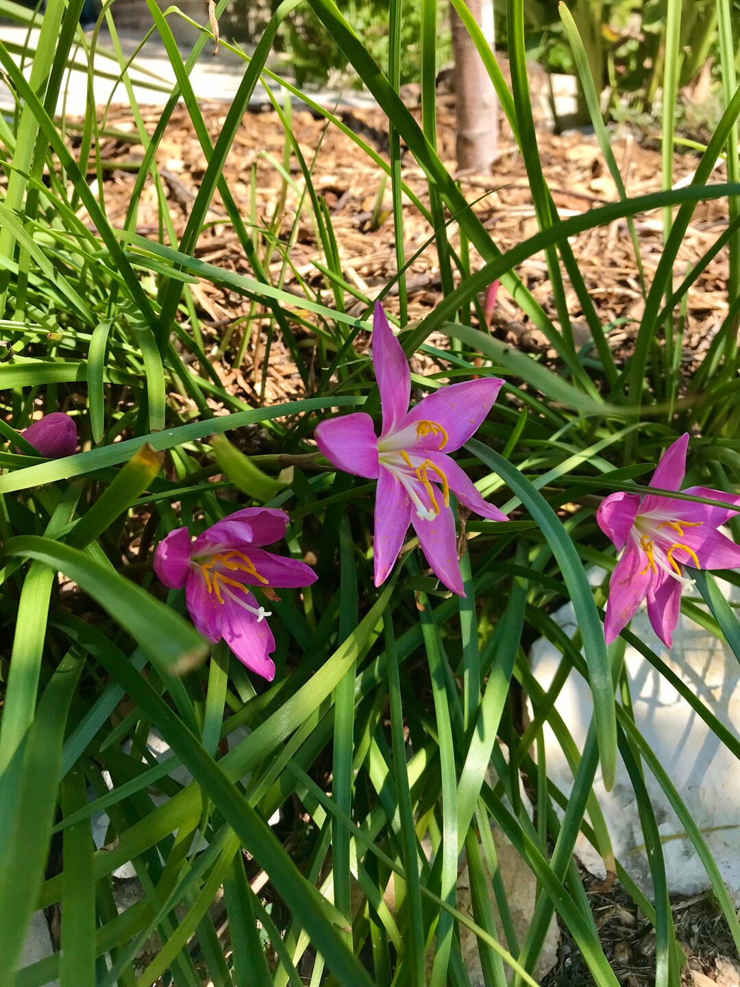 Pink Rain Lily Bulbs Zephyranthes Grandiflora Homegrown 5 Bulbs Larger