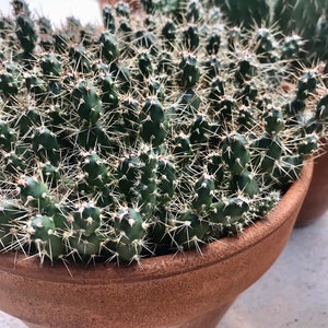 Cat&#39;s Paw &quot;Michigan Tiny&quot; - Opuntia fragilis Cacti Pad - 3 cuttings/pads. COLD HARDY - Homegrown