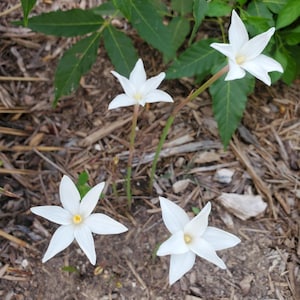 Evening Star Rain Lily - Zephyranthes chlorosolen - HARDY - Homegrown - Texas Native 15 MATURE Bulbs