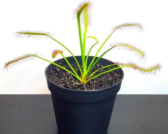 Cape Sundew (Drosera capensis) 2" pot size.