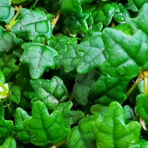 May include: A close-up shot of a green plant with small, textured leaves. The leaves display varying shades of green, creating a dense, lush appearance. The plant's foliage is the main focus, highlighting its natural beauty and intricate details. Suitable for home decor.