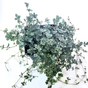 May include: A trailing plant with small, round, silvery-green leaves spills from a black pot. The plant has delicate stems and a full, lush appearance, set against a bright white background. The leaves have a soft, muted colour.